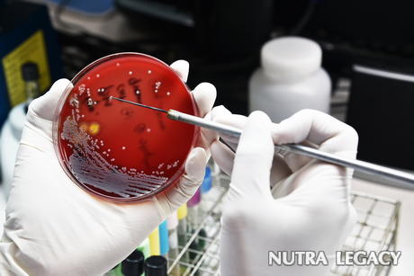 antibiotic resistant bacteria