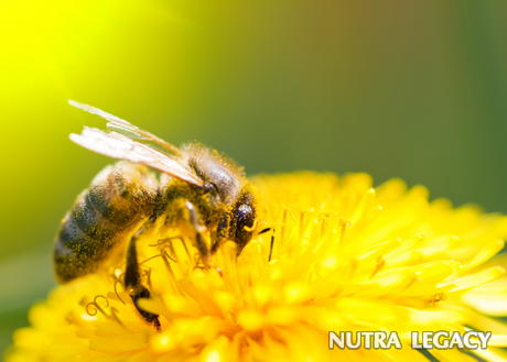 Colony Collapse Disorder Colony Collapse Disorder