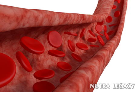 Blood Vessel Diseases Blood Vessel Diseases