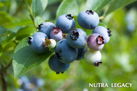 Blueberry Leaf Extract Blueberry Leaf Extract