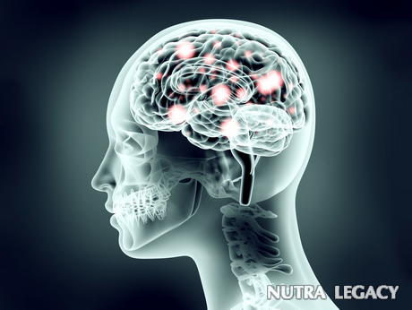 brain