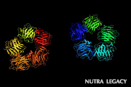 C Reactive Protein And Heart Disease