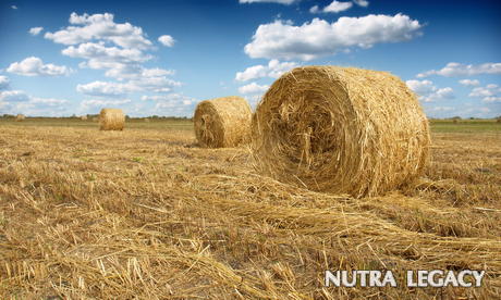 Hay is a Pollutant Hay is a Pollutant