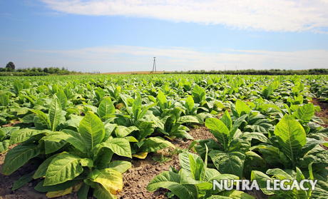 chewing-tobacco chewing-tobacco