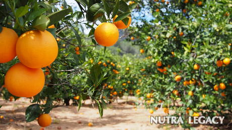 Citrus natural metabolism booster Citrus natural metabolism booster