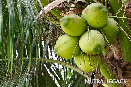 Green Coconut Water Green Coconut Water