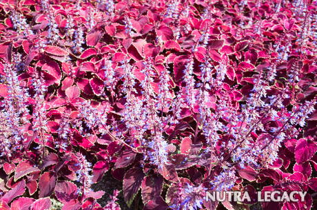 Coleus Forskolin Coleus Forskolin