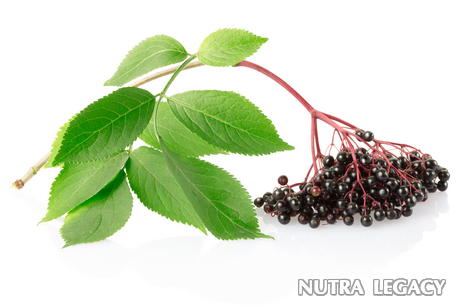 elderberry elderberry