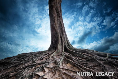 Fo Ti Root Fo Ti Root