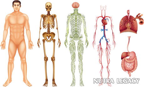google body metabolism google body metabolism