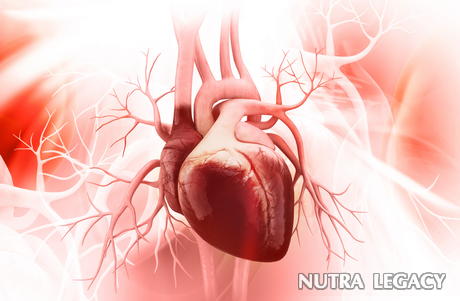 Ejection Fraction Ejection Fraction