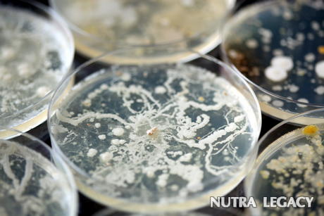 Hospital Superbugs Hospital Superbugs