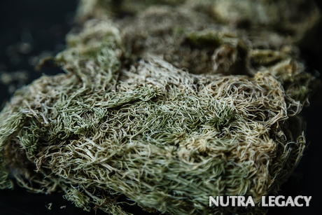 Irish Moss Extract