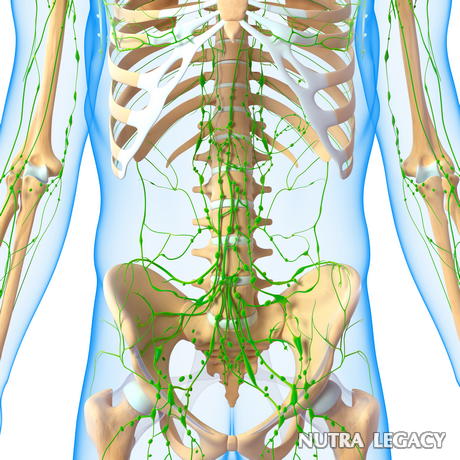 lymphatic-system lymphatic-system