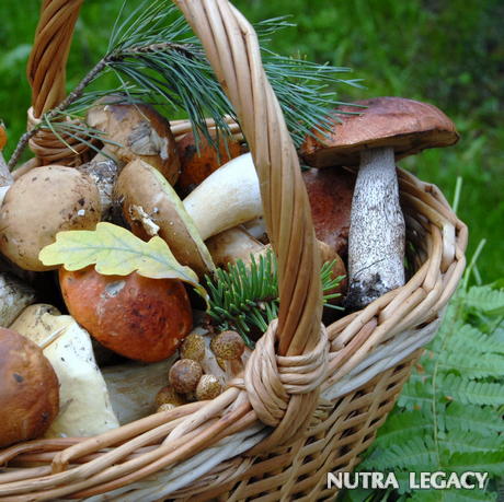 mushrooms-vitamin-d mushrooms-vitamin-d