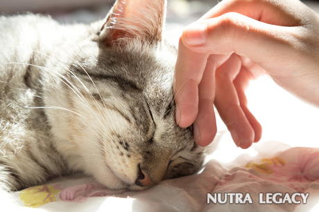pets pets