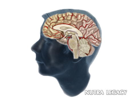 Pituitary Cancer Pituitary Cancer