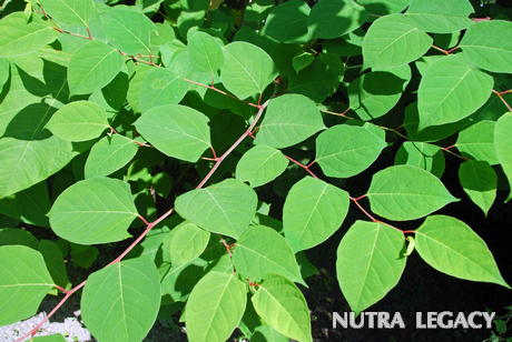 Resveratrol