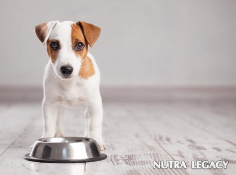 Probiotics For Dogs Probiotics For Dogs