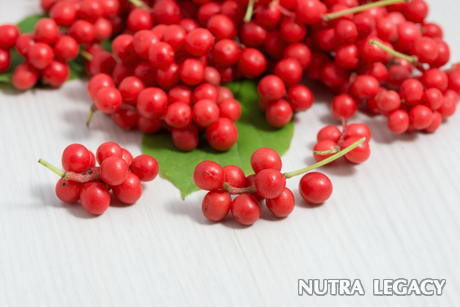 Schizandra Schizandra