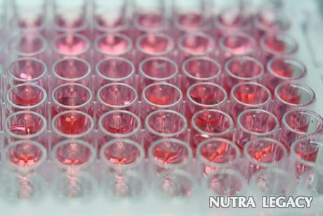 Umbilical Cord Blood Stem Cells Umbilical Cord Blood Stem Cells