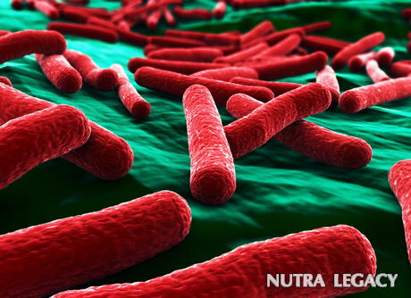 Salmonella Gastroenteritis Salmonella Gastroenteritis