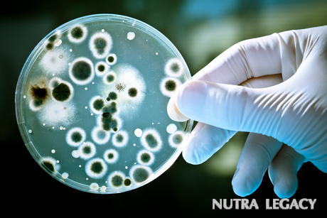 Types Of Bacterial Infections Types Of Bacterial Infections